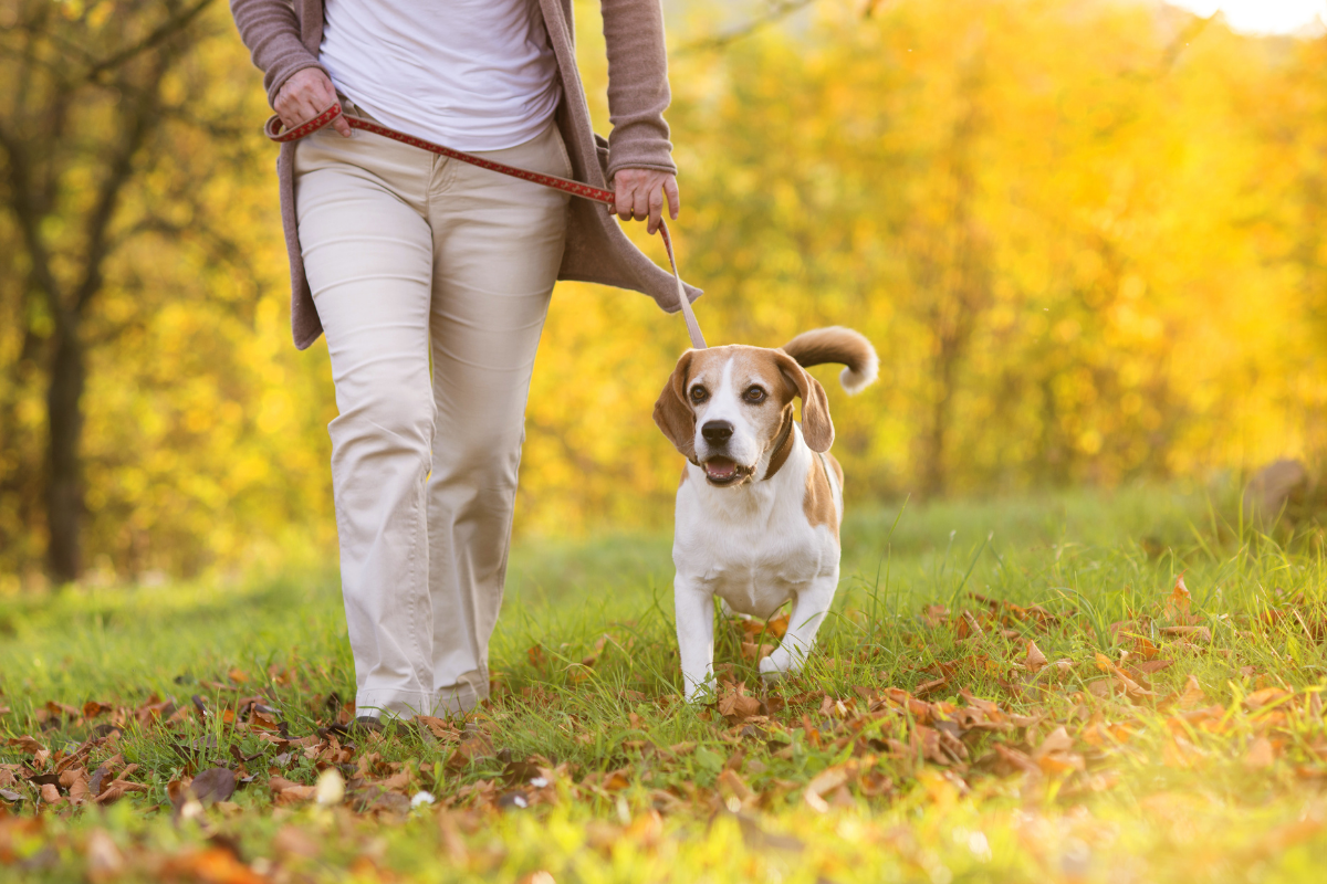 Dog friendly walking routes Rotherham